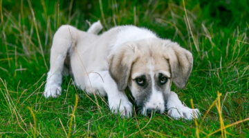 Alerta para donos de cachorros: esta fruta pode ser tóxica para seus pets