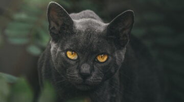 Por que existe a superstição de que gatos pretos trazem má sorte?