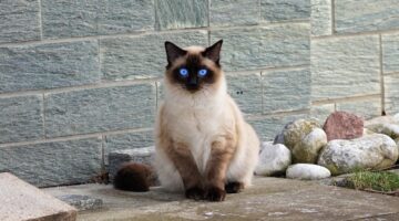 Gatos para apartamentos: as melhores raças para espaços compactos