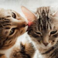 Dia Mundial do Gato: veja 7 curiosidades sobre esses pets