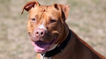 É verdade que o Pit Bull foi criado em laboratório? Entenda aqui