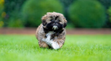 Cachorros que não crescem muito? Veja lista com 7 raças