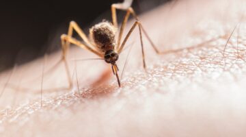 Como afastar mosquitos de casa?