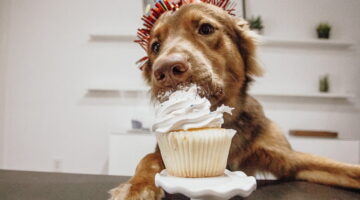 Alimentos proibidos para cachorros: mantenha seu pet seguro e saudável