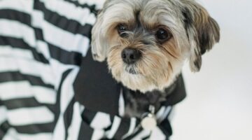 Animais de estimação gostam de usar roupinhas? Veja 5 mitos e verdades