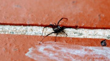 3 aranhas venenosas que podem ser encontradas em casa