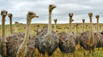 Confira 5 aves que simplesmente não voam; a 4ª você ainda não conhecia