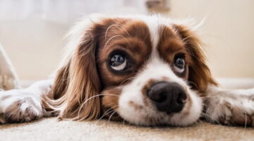 Quanto tempo um cachorro pode ficar sozinho?