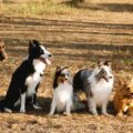 Quantas qaças de cachorro existem? Você vai se surpreender com a resposta!