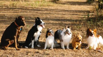 Quantas qaças de cachorro existem? Você vai se surpreender com a resposta!