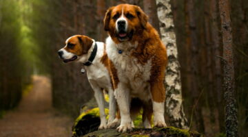 5 cachorros que, geralmente, têm dificuldade para obedecer os tutores