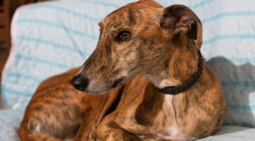 Cachorros para quem mora sozinho: veja 5 raças perfeitas para fazer companhia