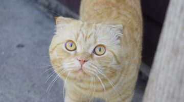 Por que as caudas dos gatos estufam quando os pets estão com medo?