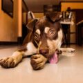 Por quanto tempo o cachorro pode ficar sozinho em casa?