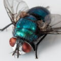 7 truques eficientes para afastar moscas e mosquitos da sua casa