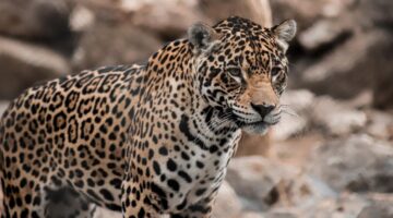 Confira 9 animais que atualmente estão em risco de extinção no Brasil