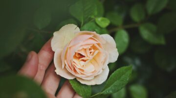 Confira 7 plantas raras que praticamente ninguém conhece
