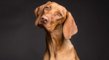 Extintas: confira 7 raças de cachorro que não existem mais no mundo