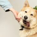 7 coisas que o seu cachorro “diz” por meio de comportamentos