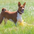 Basenji: conheça a raça de cachorro que simplesmente não late