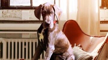 5 sinais de que o seu cachorro pode estar estressado
