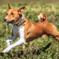 Confira 5 raças de cachorro que, geralmente, são mais saudáveis