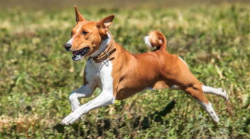 Confira 5 raças de cachorro que, geralmente, são mais saudáveis