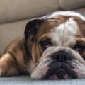 5 raças de cachorro que foram modificadas pelos seres humanos