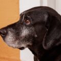 Cachorros se sentem arrependidos e “pedem” perdão? Descubra aqui