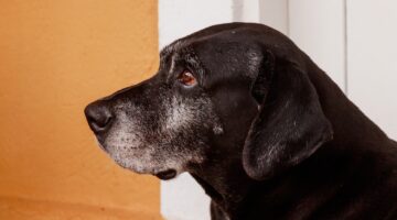 Cachorros se sentem arrependidos e “pedem” perdão? Descubra aqui