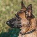 Cientistas descobrem qual é o cachorro mais inteligente do mundo