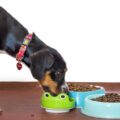 Descubra se cachorro realmente pode comer ração de gato