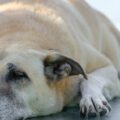 É verdade que cachorros sabem quando estão perto de morrer?