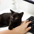 Sexta-feira 13: Por que os gatos pretos se tornaram sinônimo de azar e como mudar isso