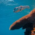 Conheça o peixe-bolha, o animal considerado o mais feio de todos