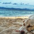 Tá calor, né? Será que seu cachorro também pode tomar sorvete?
