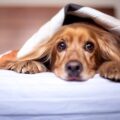 5 cômodos que são considerados proibidos para cães