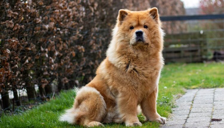 Chow Chow