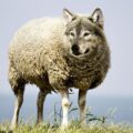 Lobo em pele de cordeiro: estes três signos são considerados os mais falsos do zodíaco