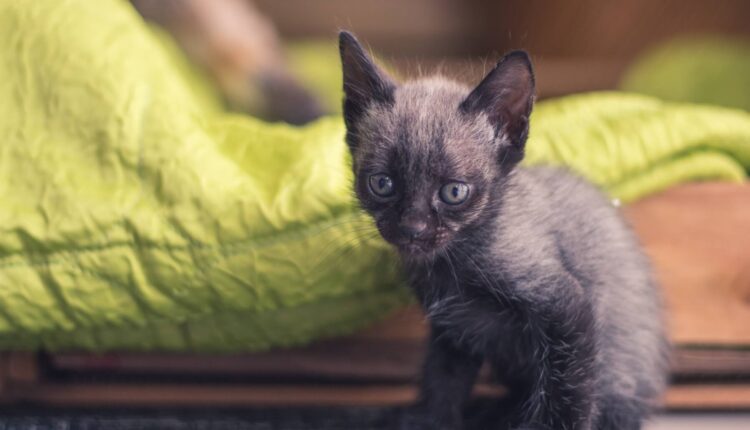 Gato da raça Lykoi