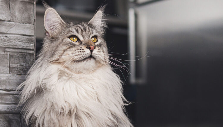 Gato da raça Maine Coon