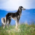 Estes são os cachorros mais caros do mundo