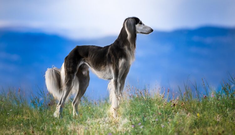 Saluki