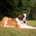 São Bernardo: 7 fatos curiosos sobre esta raça de cachorro