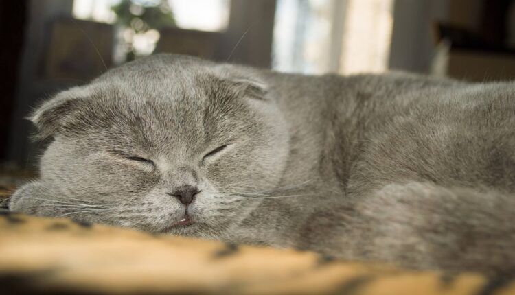 Gato da raça Scottish Fold