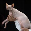 Estes são os gatos mais esquisitos do mundo