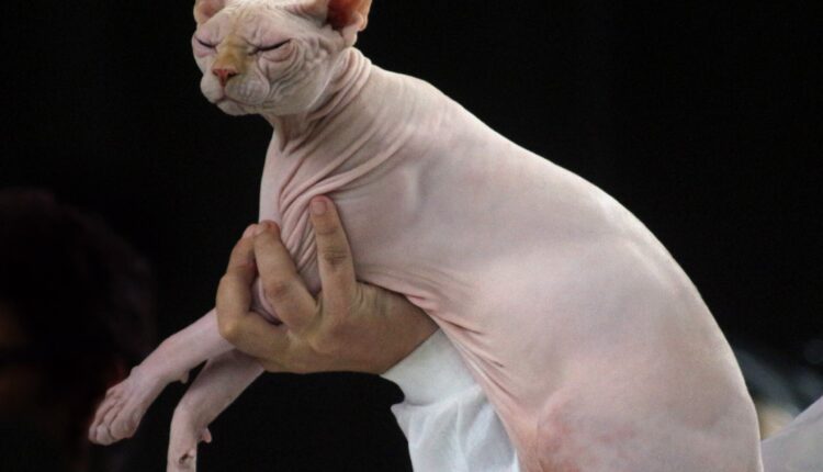 Gato da raça Sphynx