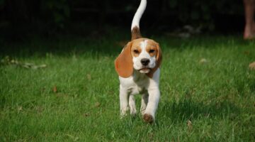 Estes são os melhores cachorros para conviver com crianças