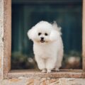 5 raças de cachorro ideais para pessoas idosas