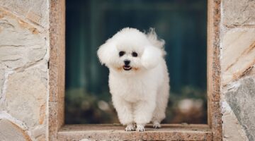 5 raças de cachorro ideais para pessoas idosas